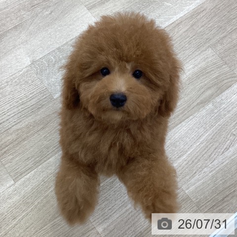 愛知県のトイプードル(トイ) (ペットプラス みなと店/2026年4月29日生まれ/男の子/レッドフォーン)の子犬の3枚目の画像
