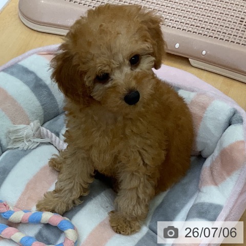 三重県のトイプードル(トイ) (ペットプラス 津南店/2026年4月28日生まれ/男の子/オレンジフォーン)の子犬の3枚目の画像