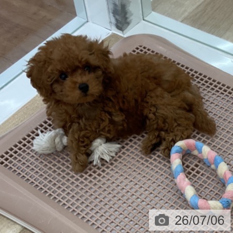 愛知県のトイプードル(トイ) (ペットプラス みなと店/2026年4月28日生まれ/男の子/レッドフォーン)の子犬の3枚目の画像