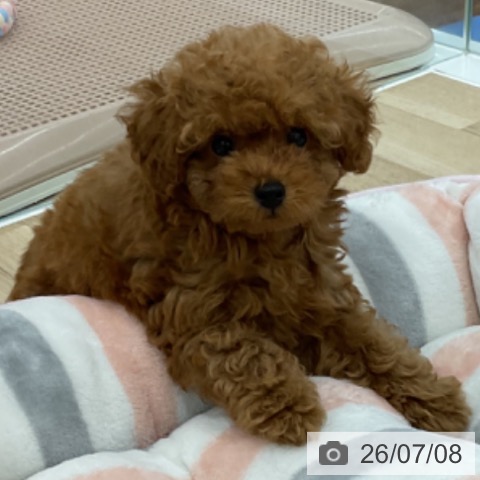 愛知県のトイプードル(トイ) (ペットプラス みなと店/2026年4月28日生まれ/男の子/レッドフォーン)の子犬の3枚目の画像