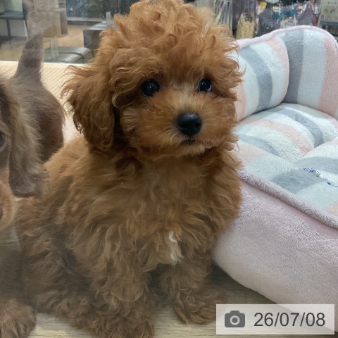 愛知県のトイプードル(トイ) (ペットプラス 岡崎店/2026年4月25日生まれ/女の子/レッド)の子犬の3枚目の画像