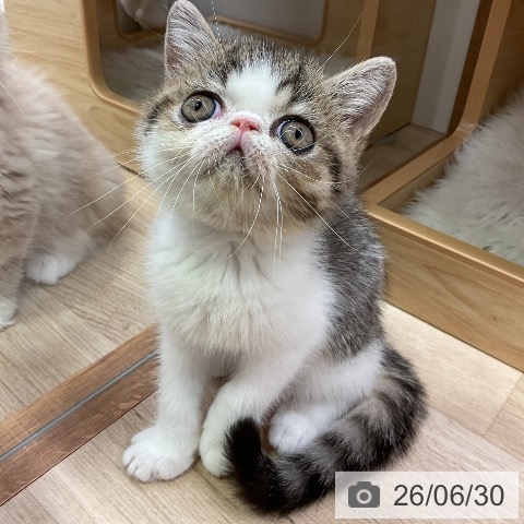 愛知県のエキゾチック (ペットプラス 岡崎店/2026年4月19日生まれ/男の子/ブラウンマッカレルタビーホワイト)の子猫の3枚目の画像