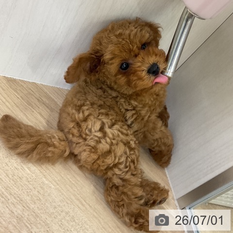 愛知県のトイプードル(トイ) (ペットプラス mozoワンダーシティ店/2026年4月27日生まれ/男の子/レッド)の子犬の3枚目の画像