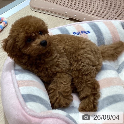 愛知県のトイプードル(トイ) (ペットプラス イオンモール長久手店/2026年4月27日生まれ/男の子/レッド)の子犬の3枚目の画像