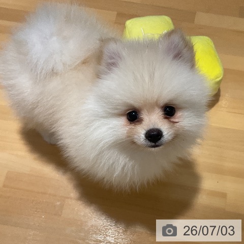 ポメラニアンの写真