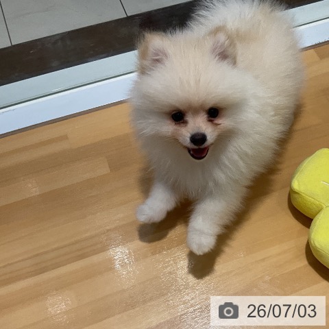 ポメラニアンの写真