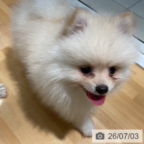 ポメラニアンの写真