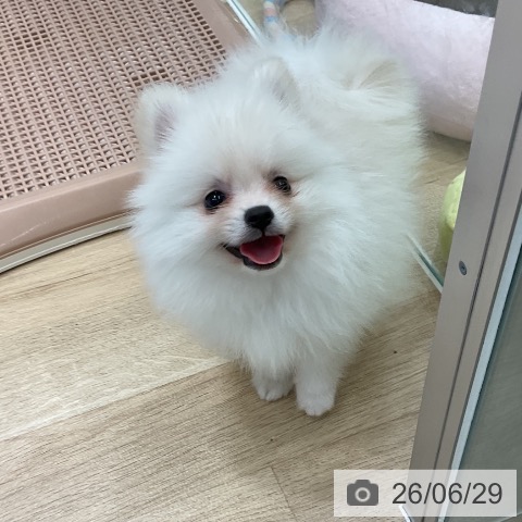 愛知県のポメラニアン (ペットプラス 熱田店/2026年4月28日生まれ/男の子/クリーム)の子犬の4枚目の画像