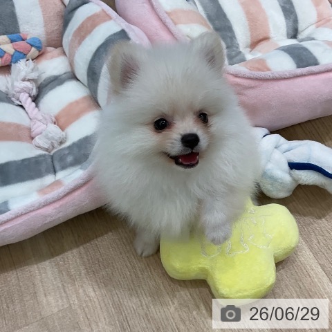 愛知県のポメラニアン (ペットプラス 熱田店/2026年4月28日生まれ/男の子/クリーム)の子犬の3枚目の画像