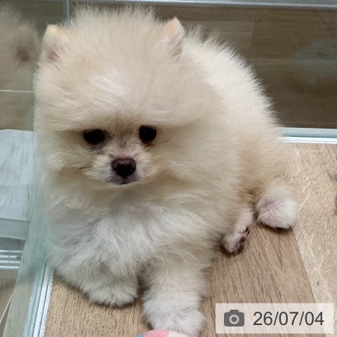 宮城県のポメラニアン (ペットプラス 仙台泉大沢店/2026年4月29日生まれ/女の子/クリーム)の子犬の3枚目の画像