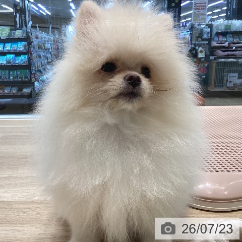 宮城県のポメラニアン (ペットプラス 仙台泉大沢店/2026年4月29日生まれ/女の子/クリーム)の子犬の4枚目の画像