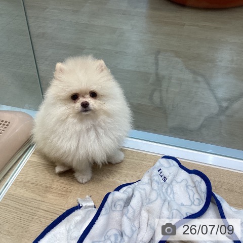 宮城県のポメラニアン (ペットプラス 仙台泉大沢店/2026年4月29日生まれ/女の子/クリーム)の子犬の3枚目の画像