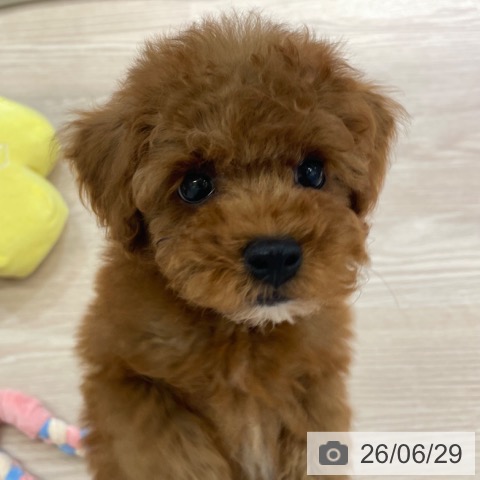 富山県のトイプードル(トイ) (ペットプラス 高岡店/2026年4月29日生まれ/男の子/レッド)の子犬の4枚目の画像