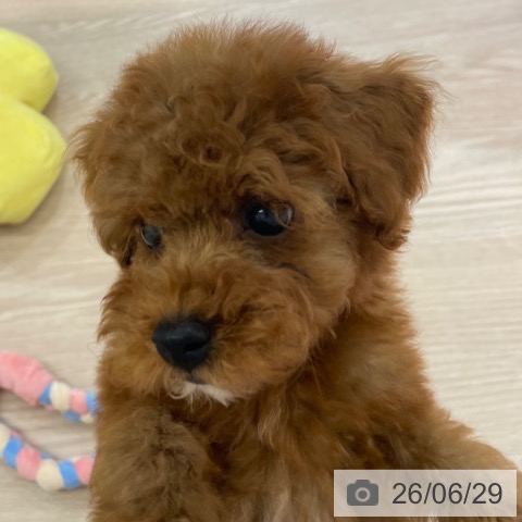 富山県のトイプードル(トイ) (ペットプラス 高岡店/2026年4月29日生まれ/男の子/レッド)の子犬の3枚目の画像