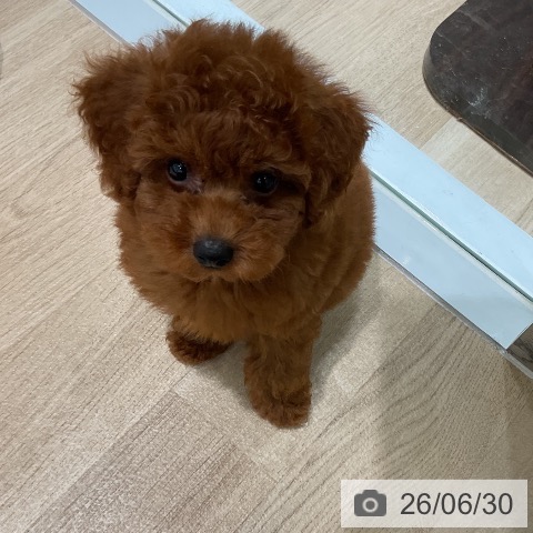 三重県のトイプードル(トイ) (ペットプラス 鈴鹿店/2026年4月29日生まれ/男の子/レッド)の子犬の4枚目の画像