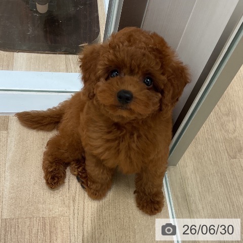 三重県のトイプードル(トイ) (ペットプラス 鈴鹿店/2026年4月29日生まれ/男の子/レッド)の子犬の3枚目の画像