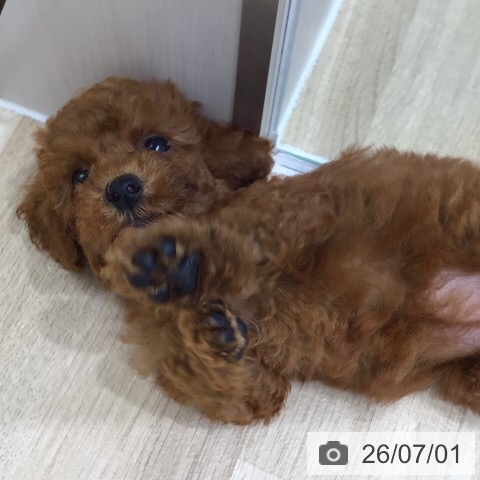 岐阜県のトイプードル(トイ) (ペットプラス 各務原店/2026年4月29日生まれ/女の子/レッド)の子犬の4枚目の画像