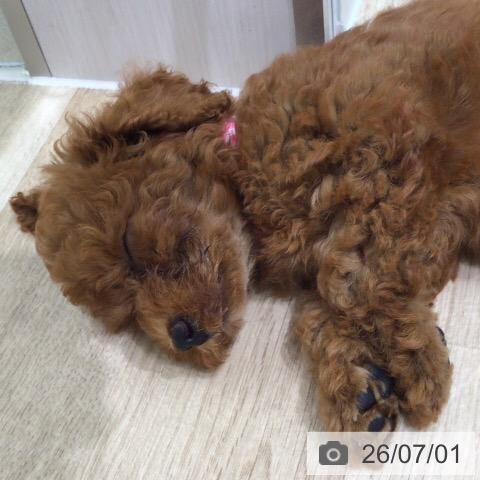 岐阜県のトイプードル(トイ) (ペットプラス 各務原店/2026年4月29日生まれ/女の子/レッド)の子犬の3枚目の画像