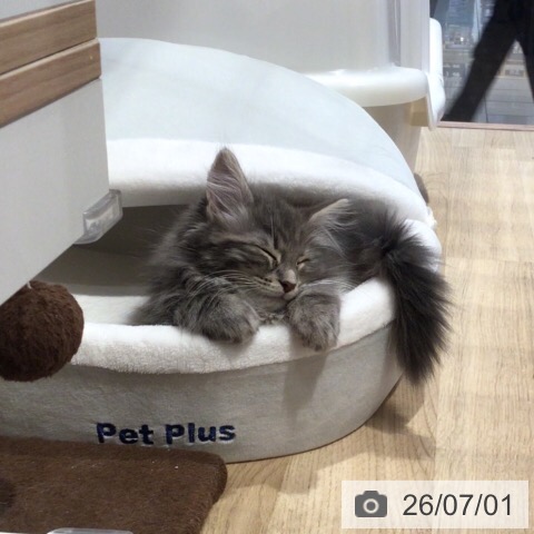 岐阜県のノルウェージャンフォレストキャット (ペットプラス 各務原店/2026年4月22日生まれ/男の子/ブルータビーホワイト)の子猫の3枚目の画像
