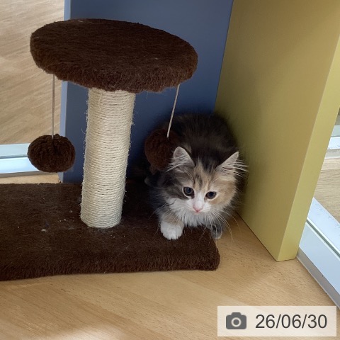 ノルウェージャンフォレストキャットの写真