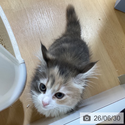 ノルウェージャンフォレストキャットの写真