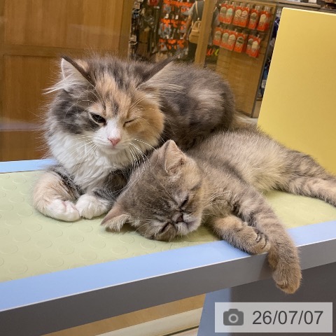 愛知県のノルウェージャンフォレストキャット (ペットプラス mozoワンダーシティ店/2026年4月22日生まれ/女の子/ブルーパッチドタビーホワイト)の子猫の3枚目の画像