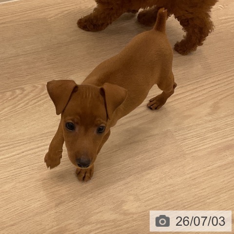 ミニチュア・ピンシャーの写真