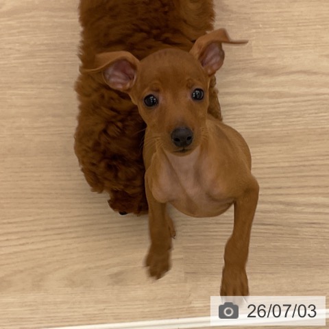 ミニチュア・ピンシャーの写真