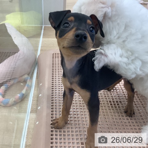 ミニチュア・ピンシャーの写真