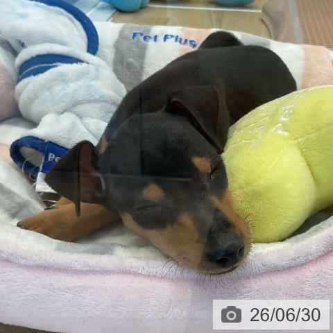 ミニチュア・ピンシャーの写真