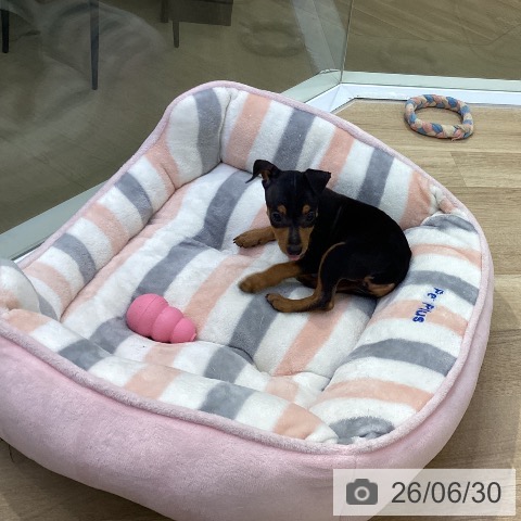 ミニチュア・ピンシャーの写真