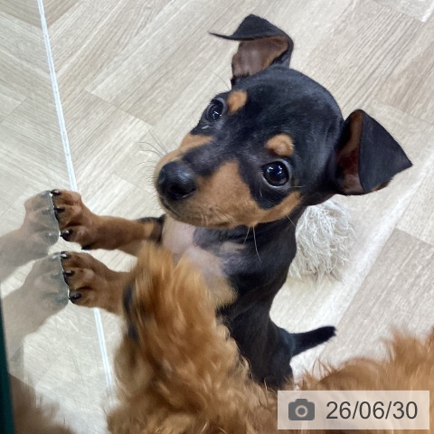 ミニチュア・ピンシャーの写真