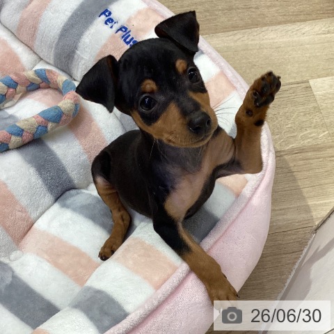 ミニチュア・ピンシャーの写真