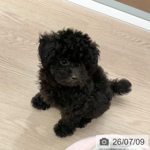福井県のトイプードル(トイ) (ペットプラス 福井店/2026年4月29日生まれ/女の子/ブラック)の子犬の4枚目の画像
