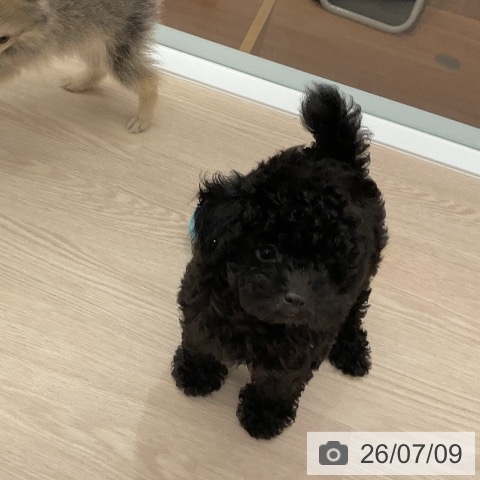 福井県のトイプードル(トイ) (ペットプラス 福井店/2026年4月29日生まれ/女の子/ブラック)の子犬の3枚目の画像