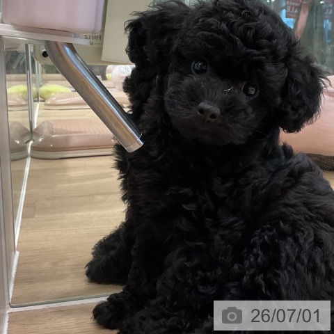 愛知県のトイプードル(トイ) (ペットプラス 熱田店/2026年4月29日生まれ/女の子/ブラック)の子犬の3枚目の画像