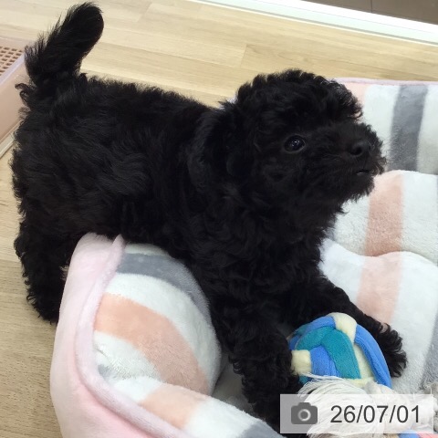 岐阜県のトイプードル(トイ) (ペットプラス 各務原店/2026年4月29日生まれ/女の子/ブラック)の子犬の3枚目の画像