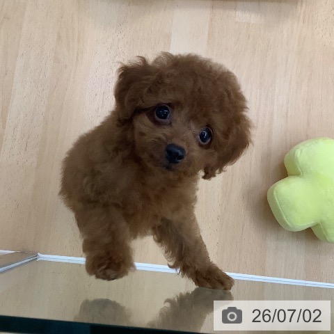 愛知県のトイプードル(トイ) (ペットプラス 三好店/2026年4月28日生まれ/男の子/レッド)の子犬の4枚目の画像