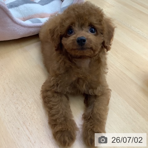 愛知県のトイプードル(トイ) (ペットプラス 三好店/2026年4月28日生まれ/男の子/レッド)の子犬の3枚目の画像