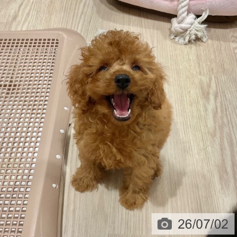 石川県のトイプードル(トイ) (ペットプラス かほく店/2026年4月28日生まれ/男の子/レッド)の子犬の3枚目の画像