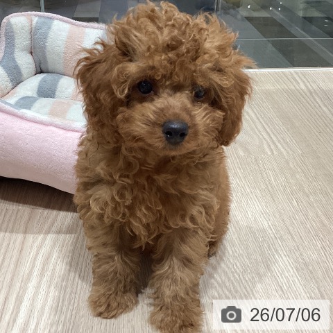 石川県のトイプードル(トイ) (ペットプラス かほく店/2026年4月28日生まれ/男の子/レッド)の子犬の4枚目の画像