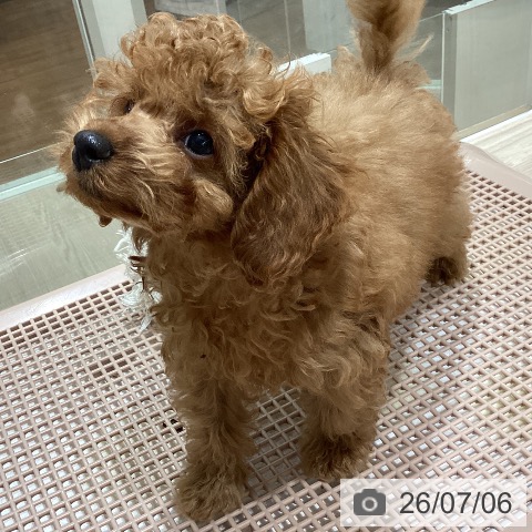 石川県のトイプードル(トイ) (ペットプラス かほく店/2026年4月28日生まれ/男の子/レッド)の子犬の3枚目の画像