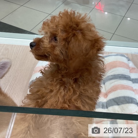 石川県のトイプードル(トイ) (ペットプラス かほく店/2026年4月28日生まれ/男の子/レッド)の子犬の3枚目の画像