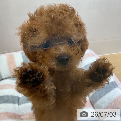 愛知県のトイプードル(トイ) (ペットプラス ナゴヤドーム前店/2026年4月28日生まれ/男の子/レッド)の子犬の3枚目の画像