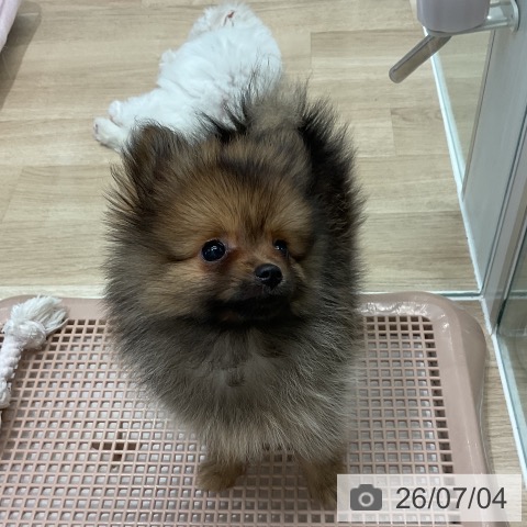ポメラニアンの写真