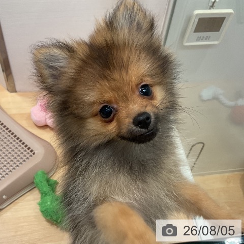 ポメラニアンの写真