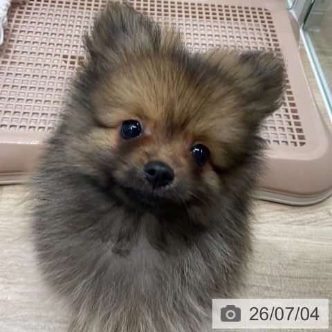 ポメラニアンの写真