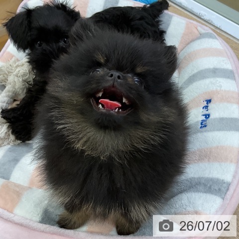 ポメラニアンの写真