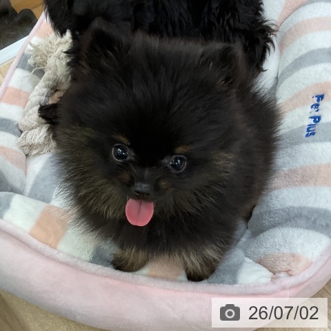 ポメラニアンの写真