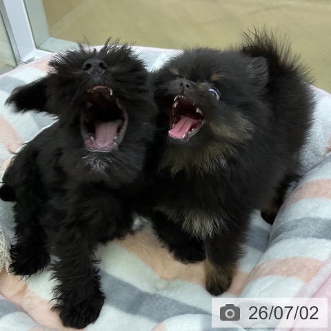ポメラニアンの写真